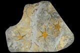Three Ordovician Brittle Stars (Ophiura) - Morocco #118178-1